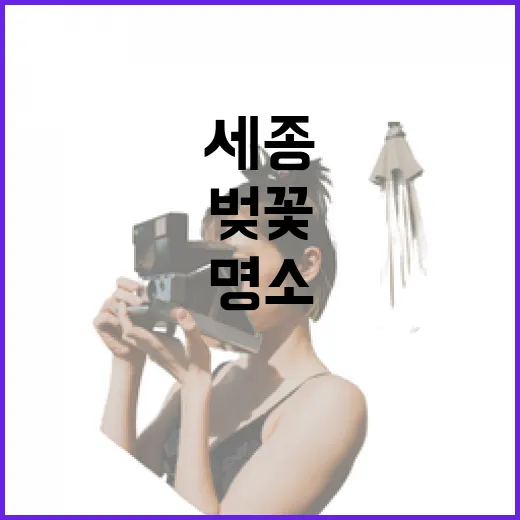 세종 호수공원 벚꽃 만개 산책 명소