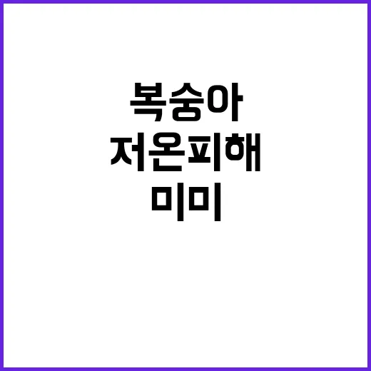 충북 복숭아 저온피…