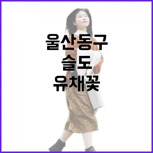 울산 동구 슬도 유채꽃 만개 풍경