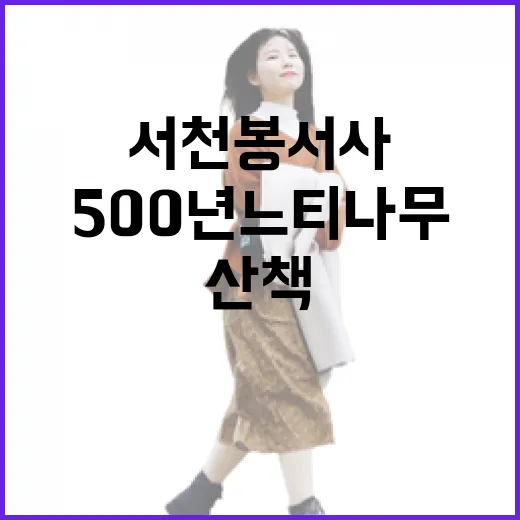 500년 느티나무 품은 서천 봉서사 산책