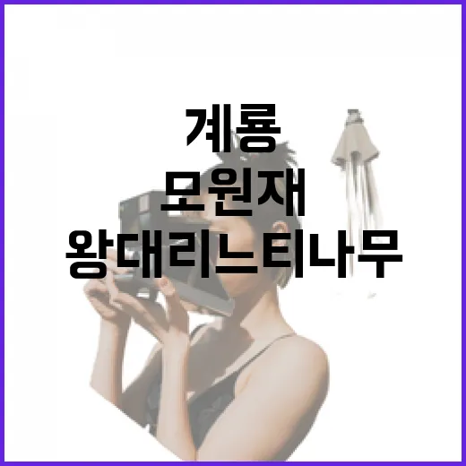 계룡 왕대리 느티나무와 모원재 고택 산책
