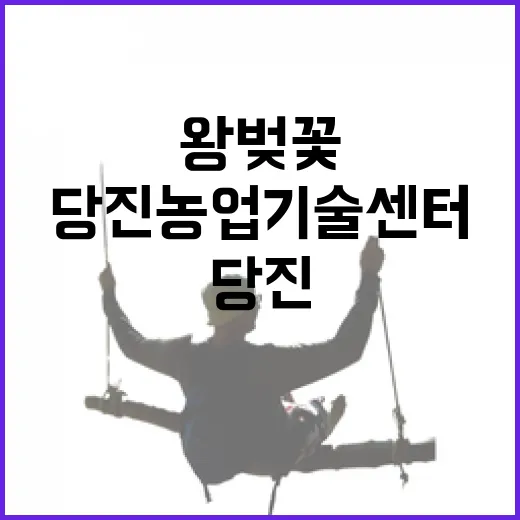 당진 농업기술센터 왕벚꽃 만개 현장