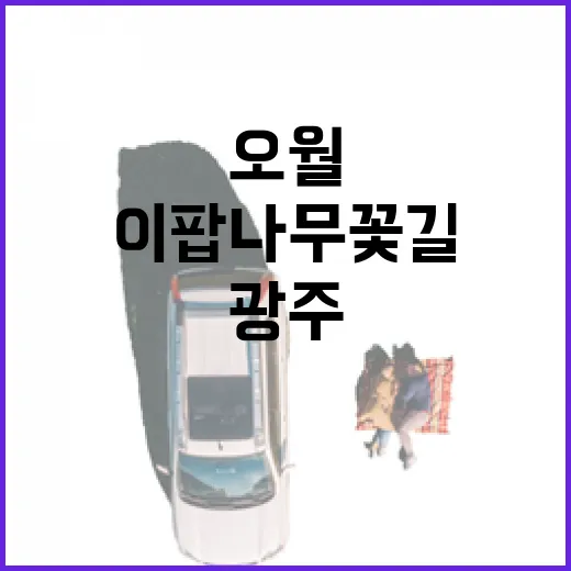 광주 오월, 이팝나무 꽃길 명소
