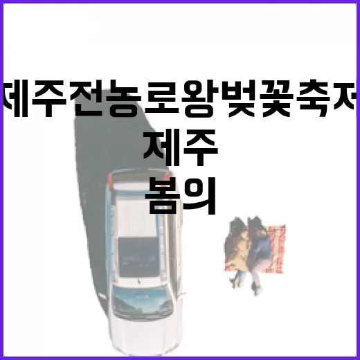 제주 전농로 왕벚꽃 축제 봄의 전령