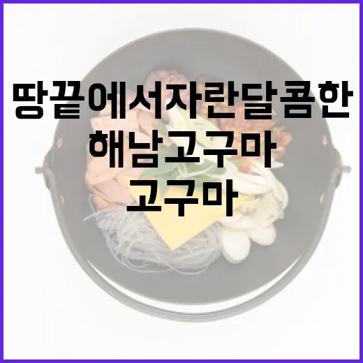 해남 고구마, 땅끝에서 자란 달콤한 명품