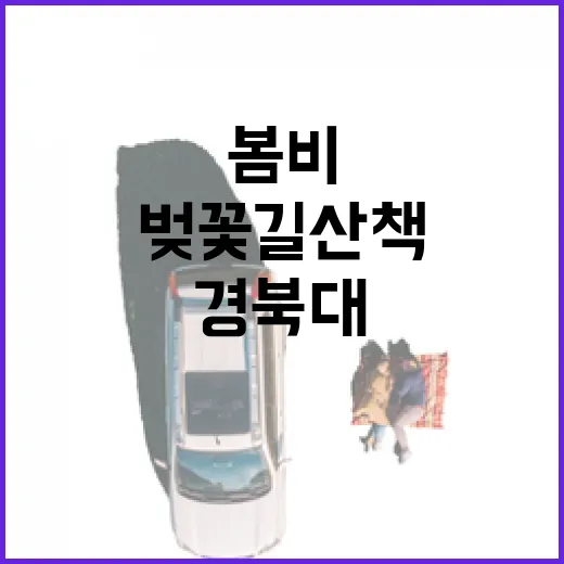 봄비 머금은 경북대 벚꽃길 산책