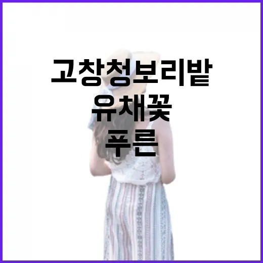 푸른 5월, 고창 청보리밭과 유채꽃의 향연