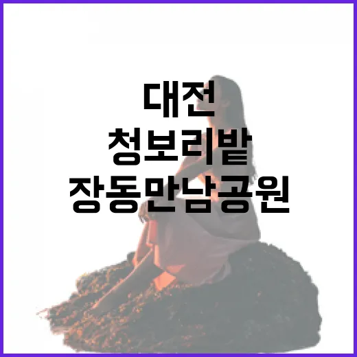 대전 장동만남공원 청보리밭의 봄 풍경