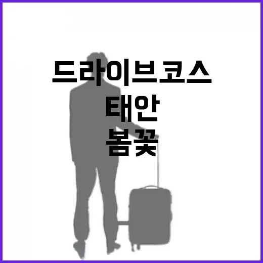태안 봄꽃과 바다, 완벽 드라이브 코스