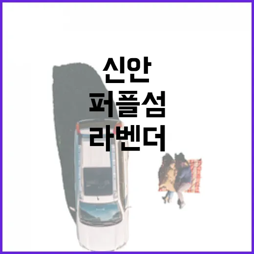 신안 퍼플섬, 보랏빛 라벤더 향연