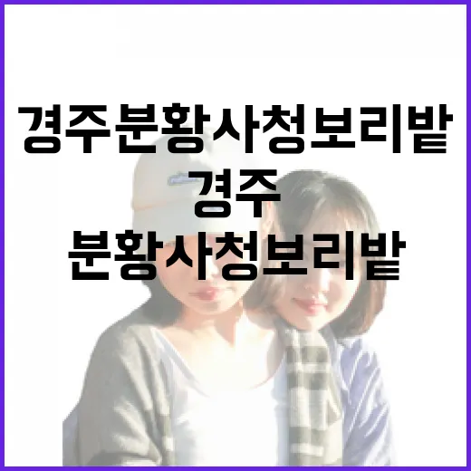 경주 분황사 청보리밭 봄 풍경