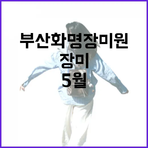 부산 화명장미원 5월 장미 향연 현장