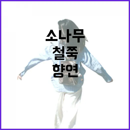 5월 붉은 철쭉과 소나무 숲의 향연