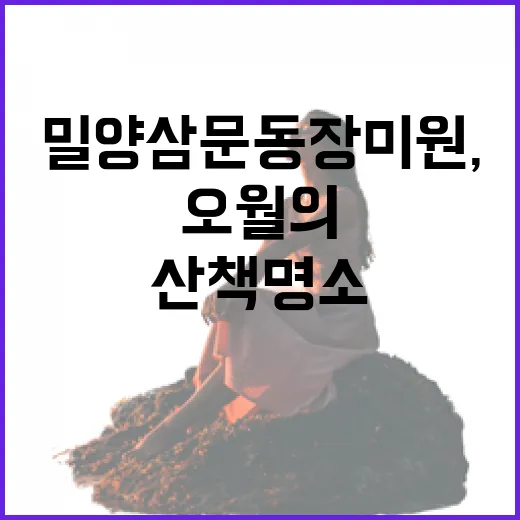 밀양 삼문동 장미원, 오월의 꽃길 산책 명소