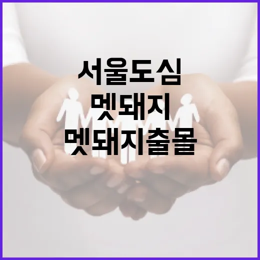 서울 도심 멧돼지 출몰, 안전 행동요령 총정리
