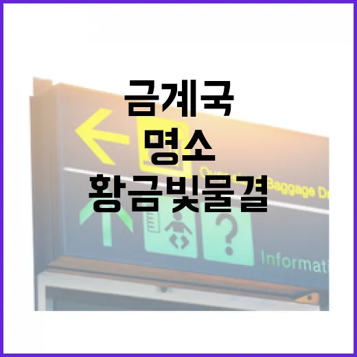 세종 금계국 황금빛 물결 명소