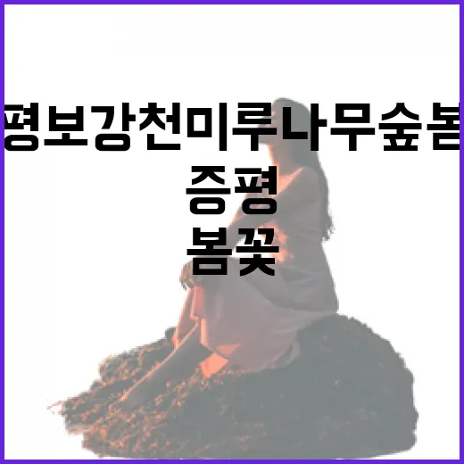 증평 보강천 미루나무숲 봄꽃 산책길