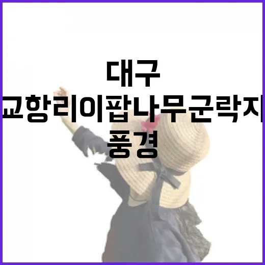 대구 교항리 이팝나무 군락지 봄 풍경