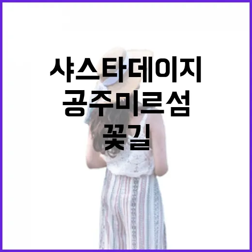 공주 미르섬 샤스타데이지 꽃길 산책