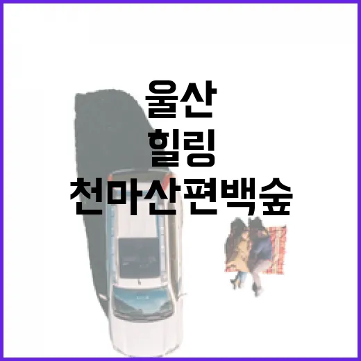 울산 천마산 편백숲에서 즐기는 힐링 등산