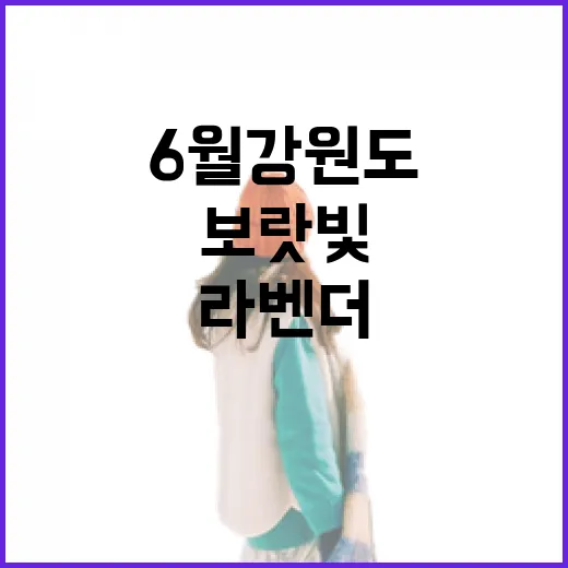 6월 강원도 보랏빛 라벤더 축제 현장