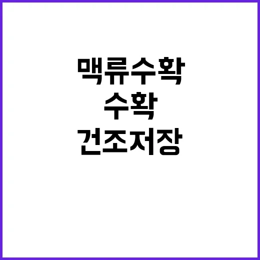 맥류 수확과 건조 …