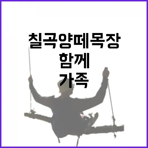 가족과 함께하는 칠곡 양떼목장 나들이