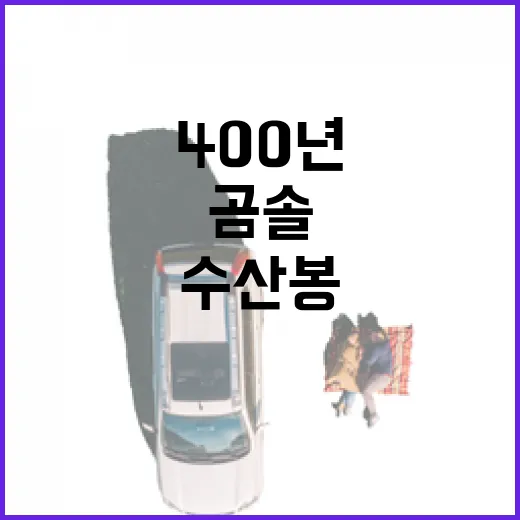 400년 곰솔과 수…