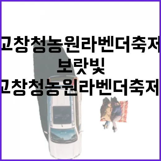 고창 청농원 라벤더축제, 보랏빛 힐링의 정원