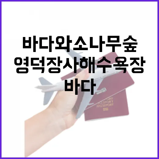 영덕 장사해수욕장, 바다와 소나무 숲의 완벽한 조화