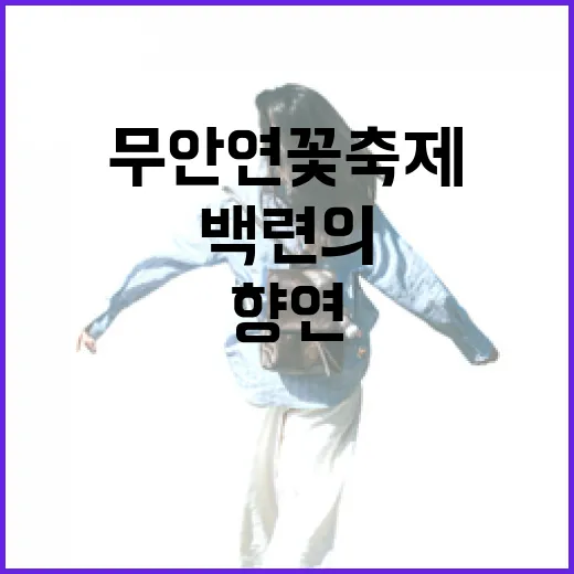 무안연꽃축제, 백련의 청초한 여름 향연