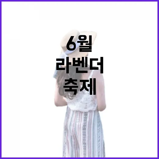 고창 청농원 라벤더축제, 6월 절정 향연