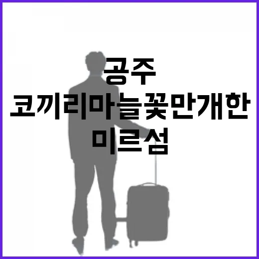 보랏빛 코끼리마늘꽃 만개한 공주 미르섬