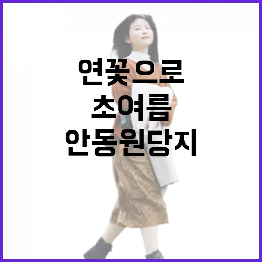 초여름 연꽃으로 물든 안동 원당지