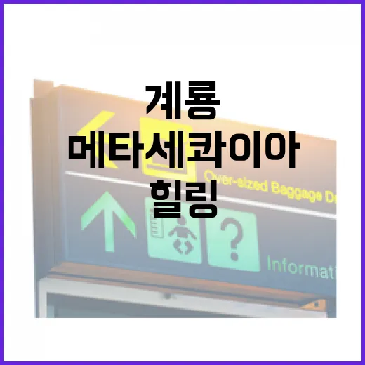 계룡 입암저수지 메타세쿼이아 산책길 힐링
