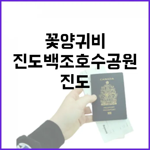 진도백조호수공원 꽃양귀비 물결