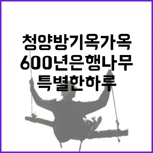 청양 방기옥 가옥과 600년 은행나무의 특별한 하루