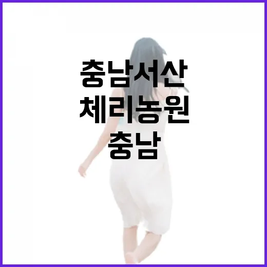 충남 서산 체리농원에서 만난 달콤한 여름