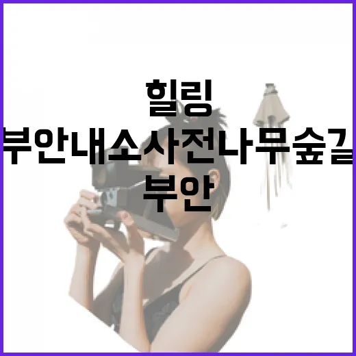 부안 내소사 전나무숲길 힐링 명소
