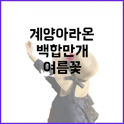 계양아라온 백합 만개, 인천 여름 꽃 명소