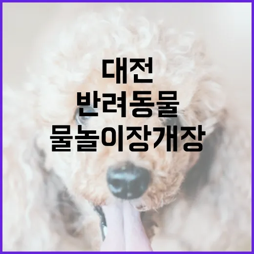 대전서 반려동물과 즐기는 여름 물놀이장 개장