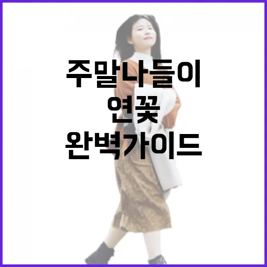 충북 연꽃 명소 주말 나들이 완벽 가이드