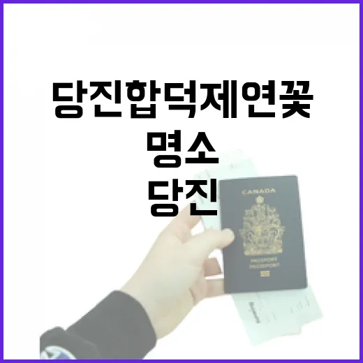 당진 합덕제 연꽃, 여름 드라이브 명소