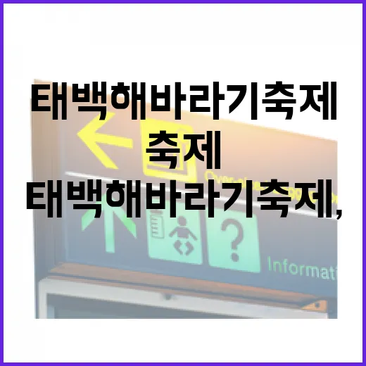 태백 해바라기축제, 노란 희망의 향연