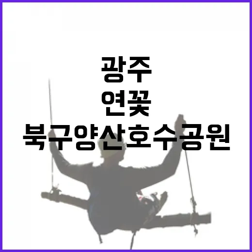 광주 북구 양산호수공원 연꽃 만개 소식