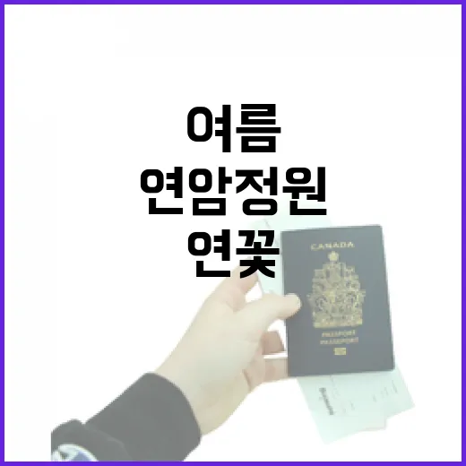 연암정원 여름, 연꽃과 수국의 향연