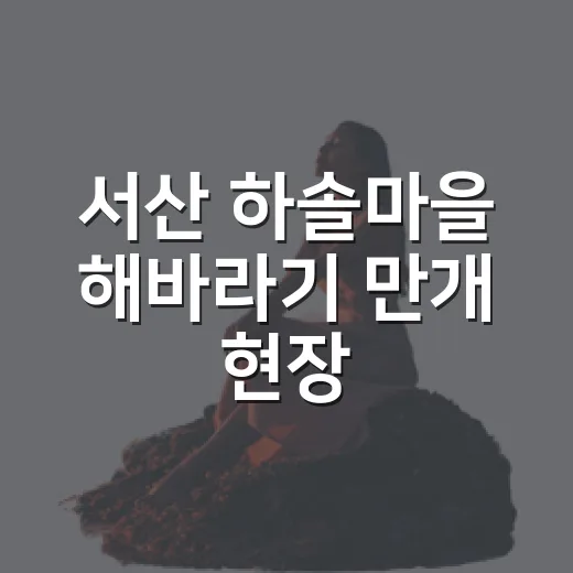 서산 하솔마을 해바라기 만개 현장