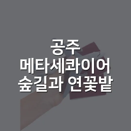 공주 메타세콰이어 숲길과 연꽃밭 힐링 명소