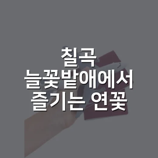 칠곡 늘꽃밭애에서 즐기는 연꽃 힐링 체험