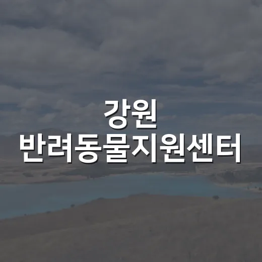 강원 반려동물지원센터, 하반기 프로그램 대폭 확대